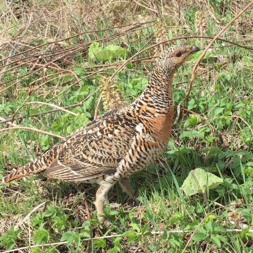 Protected Species and Ornithological Surveys