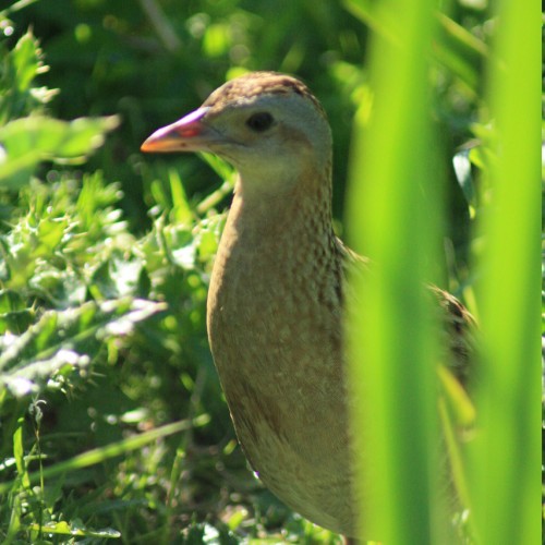 Protected Species and Ornithological Surveys