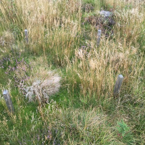 Woodland and habitat surveys