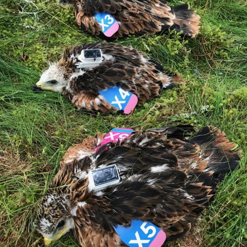 GPS and Radio Tracking