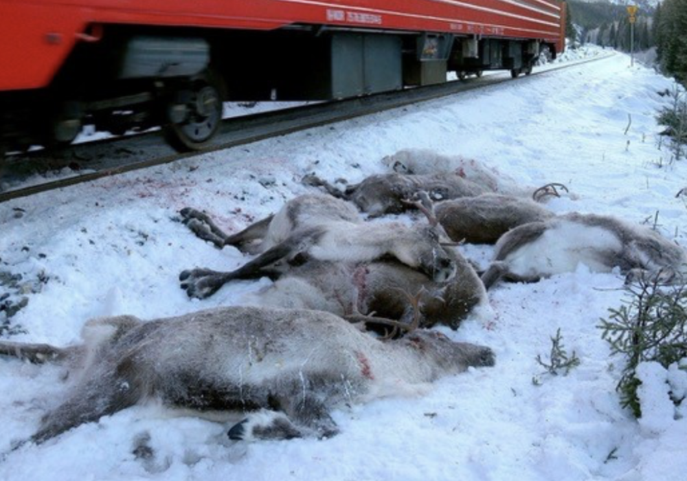 GPS and Radio Tracking