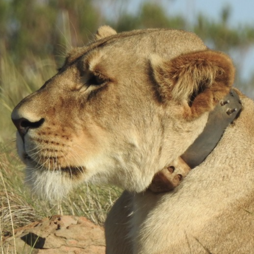 GPS and Radio Tracking